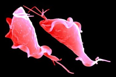 protozoan trikomonaz parazitleri
