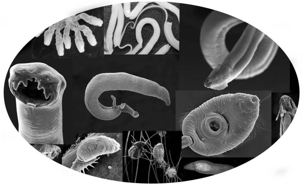 parazitler
