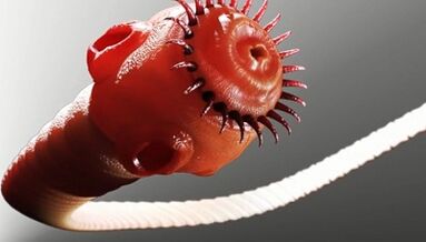 insan vücudundaki parazit türleri