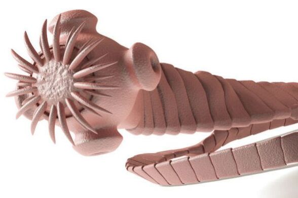 insan vücudundan çıkan parazit